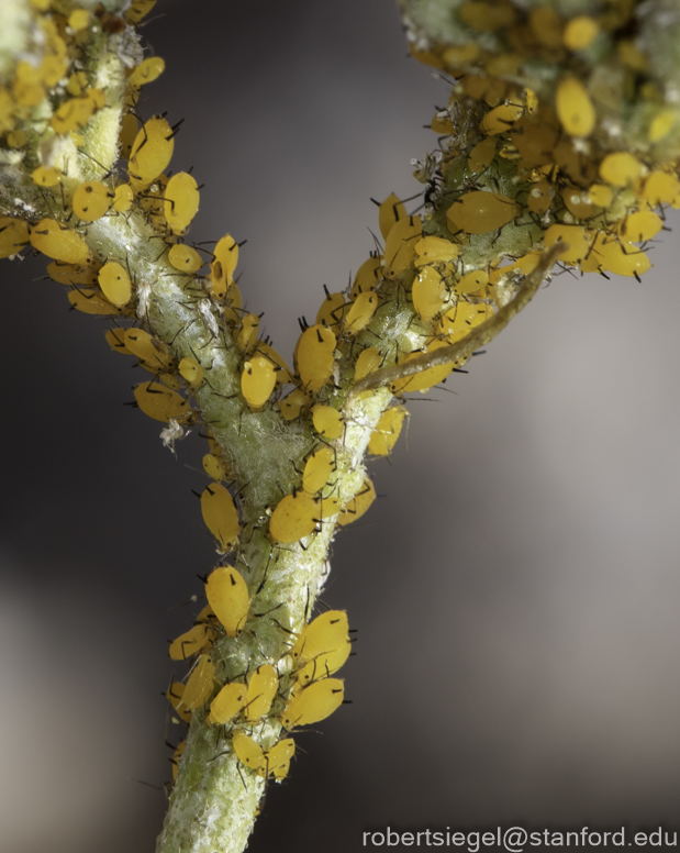 Desert Biogeography of Joshua Tree National Park